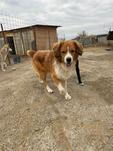 ELLIOT, Hund, Berner Sennenhund-Mix in Rumänien - Bild 6