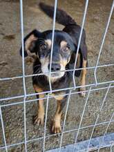 BOGI, Hund, Mischlingshund in Rumänien - Bild 6