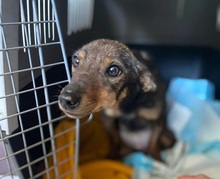 KARA, Hund, Mischlingshund in Leimbach - Bild 2