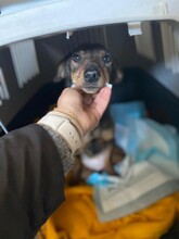 KARA, Hund, Mischlingshund in Leimbach - Bild 3