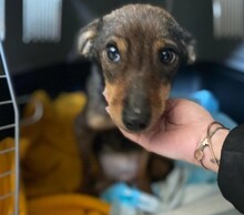 KARA, Hund, Mischlingshund in Leimbach - Bild 4