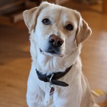 ABBY, Hund, Mischlingshund in Kalbe - Bild 1