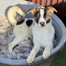 GILLY, Hund, Mischlingshund in Rumänien - Bild 1