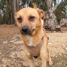 GREGOR, Hund, Deutscher Schäferhund in Portugal - Bild 7