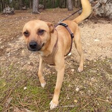 GREGOR, Hund, Mischlingshund in Portugal - Bild 1