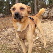 GREGOR, Hund, Mischlingshund in Portugal - Bild 2