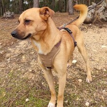 GREGOR, Hund, Mischlingshund in Portugal - Bild 3