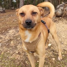 GREGOR, Hund, Mischlingshund in Portugal - Bild 4