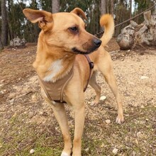 GREGOR, Hund, Mischlingshund in Portugal - Bild 5