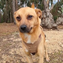 GREGOR, Hund, Mischlingshund in Portugal - Bild 6