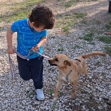 GREGOR, Hund, Mischlingshund in Portugal - Bild 7