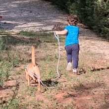 GREGOR, Hund, Mischlingshund in Portugal - Bild 8