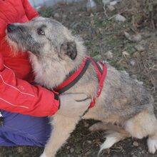 RUFUS, Hund, Mischlingshund in Rumänien - Bild 10