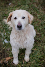 KNOPF, Hund, Mischlingshund in Kroatien - Bild 1