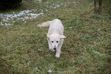 KNOPF, Hund, Mischlingshund in Kroatien - Bild 4