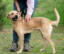 WALKMAN, Hund, Mischlingshund in Ungarn - Bild 10