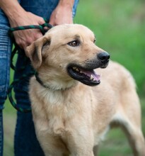 WALKMAN, Hund, Mischlingshund in Ungarn - Bild 11