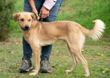 WALKMAN, Hund, Mischlingshund in Ungarn - Bild 2