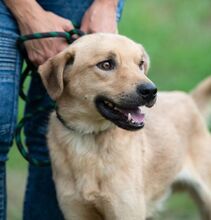 WALKMAN, Hund, Mischlingshund in Ungarn - Bild 4