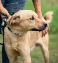 WALKMAN, Hund, Mischlingshund in Ungarn - Bild 8