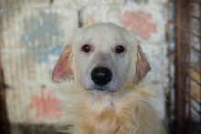 EDDI, Hund, Mischlingshund in Kroatien - Bild 1