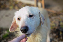 EDDI, Hund, Mischlingshund in Kroatien - Bild 2