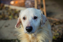 EDDI, Hund, Mischlingshund in Kroatien - Bild 3