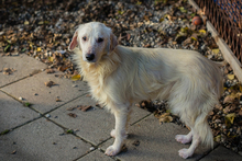 EDDI, Hund, Mischlingshund in Kroatien - Bild 4