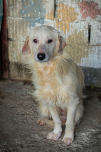 EDDI, Hund, Mischlingshund in Kroatien - Bild 5