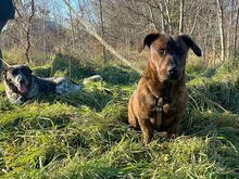 ZIMTY, Hund, Dackel-Mix in Puchheim - Bild 11