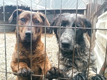 ZIMTY, Hund, Dackel-Mix in Puchheim - Bild 14