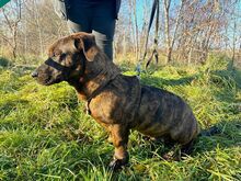 ZIMTY, Hund, Dackel-Mix in Puchheim - Bild 4