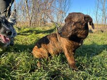 ZIMTY, Hund, Dackel-Mix in Puchheim - Bild 7