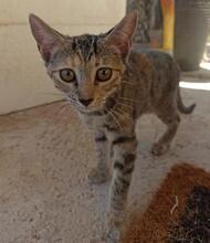 NALA, Katze, Europäisch Kurzhaar in Spanien - Bild 5