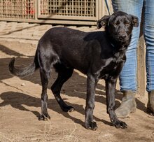 FIRKA, Hund, Mischlingshund in Ungarn - Bild 1