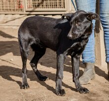 FIRKA, Hund, Mischlingshund in Ungarn - Bild 3