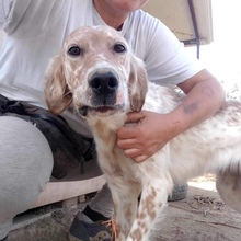 OLGA, Hund, English Setter in Bergtheim - Bild 1