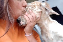 OLGA, Hund, English Setter in Bergtheim - Bild 3