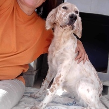 OLGA, Hund, English Setter in Bergtheim - Bild 4