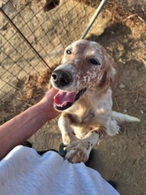 OLGA, Hund, English Setter in Bergtheim - Bild 5