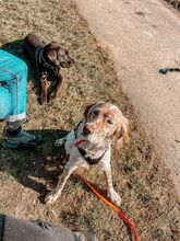 OLGA, Hund, English Setter in Bergtheim - Bild 6