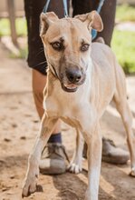 ÖZI, Hund, Mischlingshund in Ungarn - Bild 1