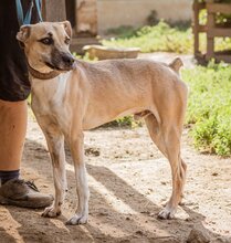 ÖZI, Hund, Mischlingshund in Ungarn - Bild 2