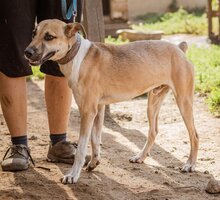 ÖZI, Hund, Mischlingshund in Ungarn - Bild 3