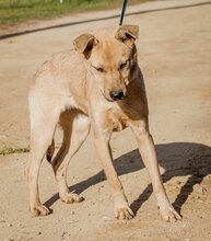 SZEGFÜ, Hund, Mischlingshund in Ungarn - Bild 1