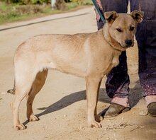 SZEGFÜ, Hund, Mischlingshund in Ungarn - Bild 2