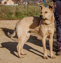 SZEGFÜ, Hund, Mischlingshund in Ungarn - Bild 3