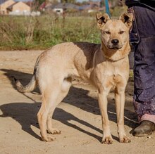 SZEGFÜ, Hund, Mischlingshund in Ungarn - Bild 4