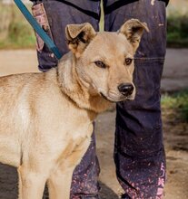 SZEGFÜ, Hund, Mischlingshund in Ungarn - Bild 5