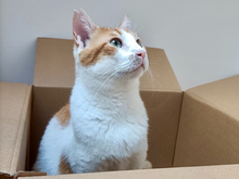 PEPINO, Katze, Hauskatze in Emden - Bild 1